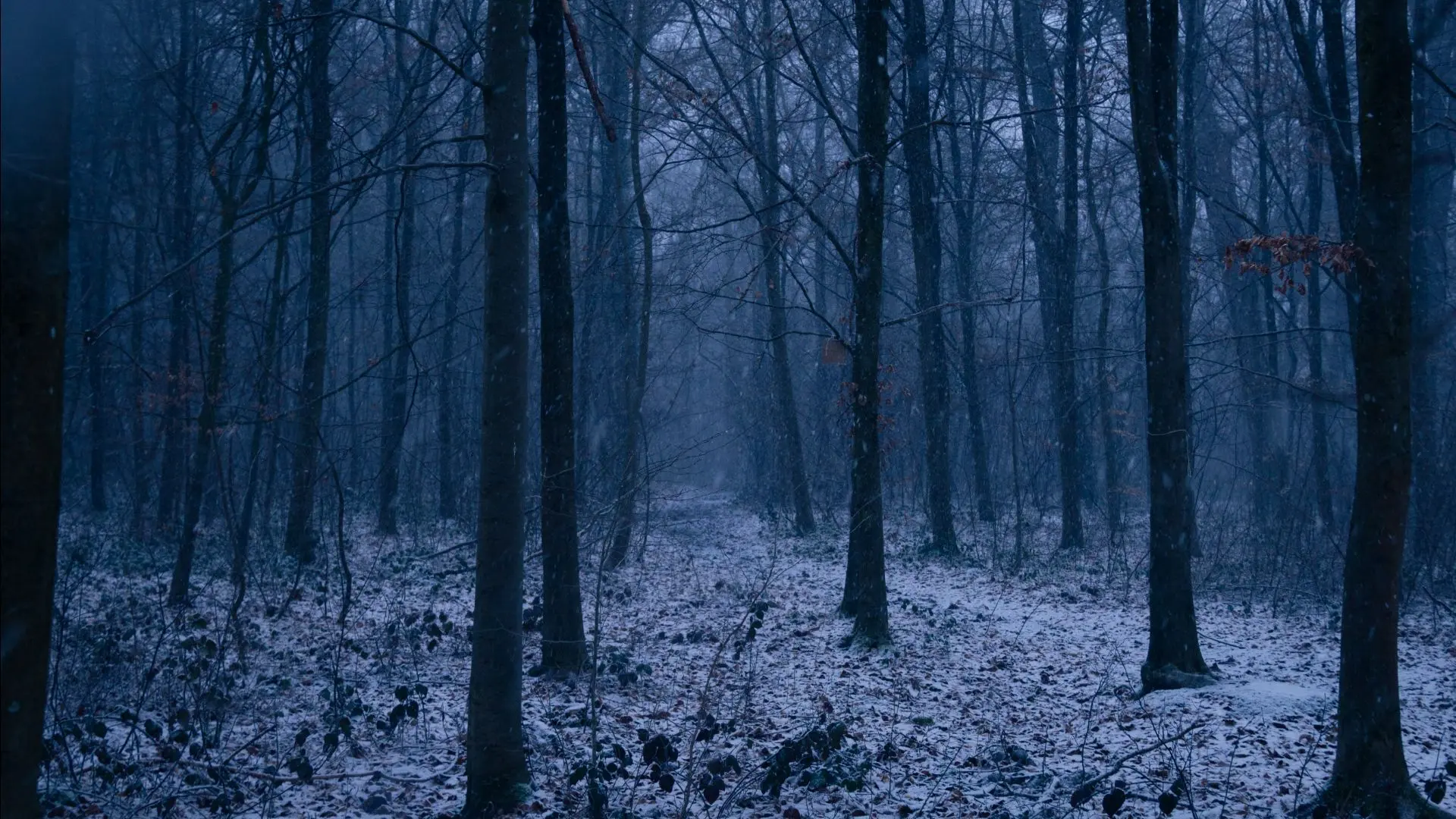 Forêt sous la neige