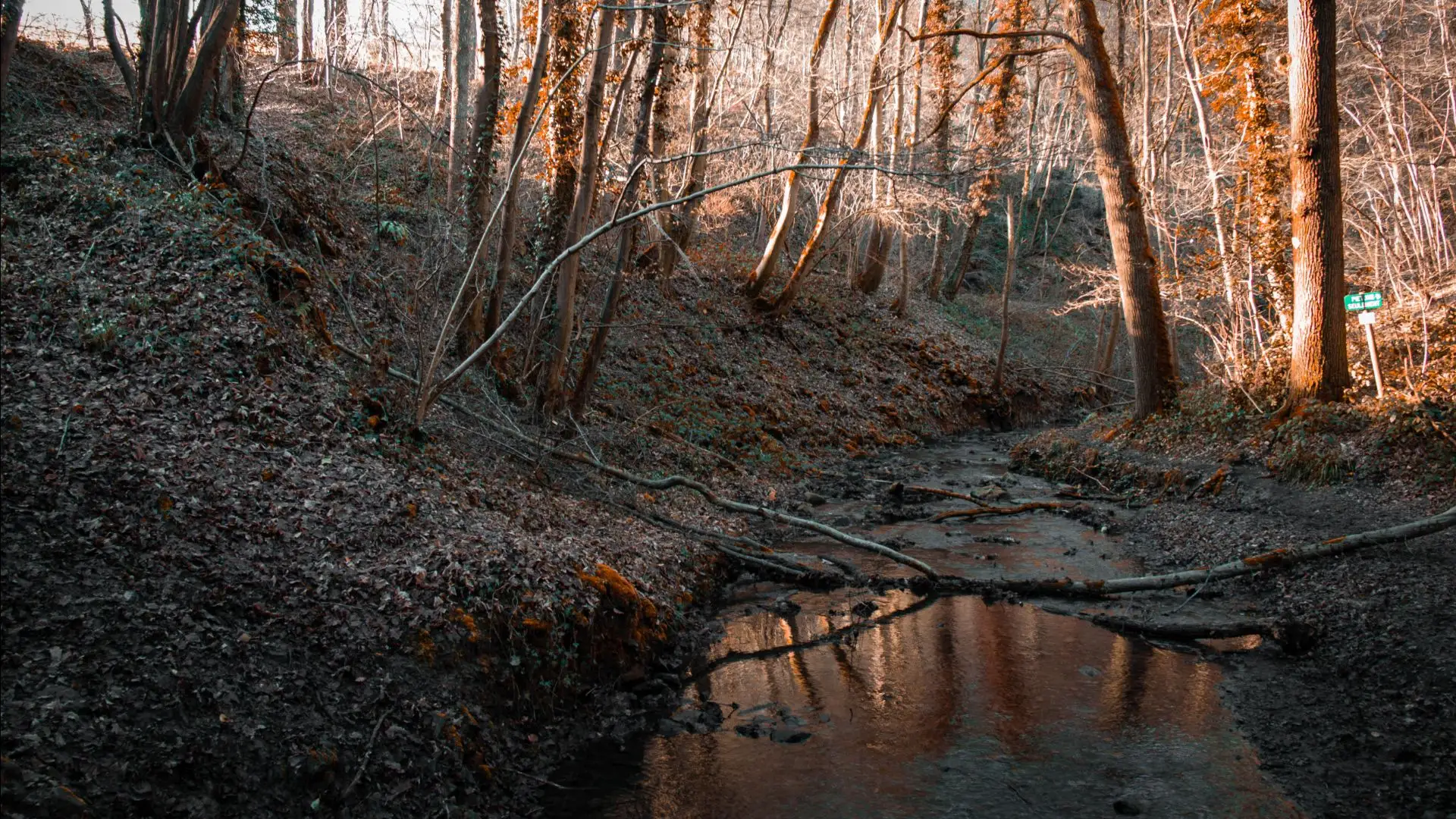 Photos dans une forêt, ambicance d'automne avec un cours d'eau qui passe au milieu